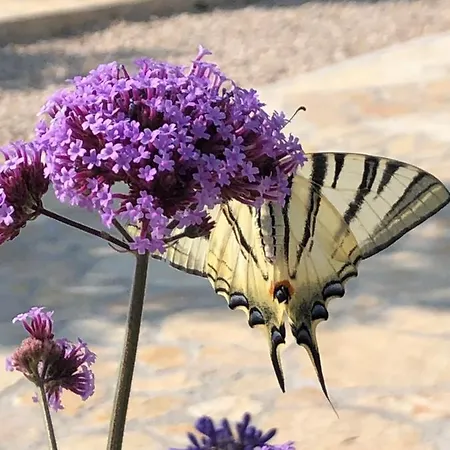 Buqez Sunrise 62 * Drage