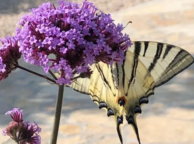 Buqez Sunrise 62 * 드라게