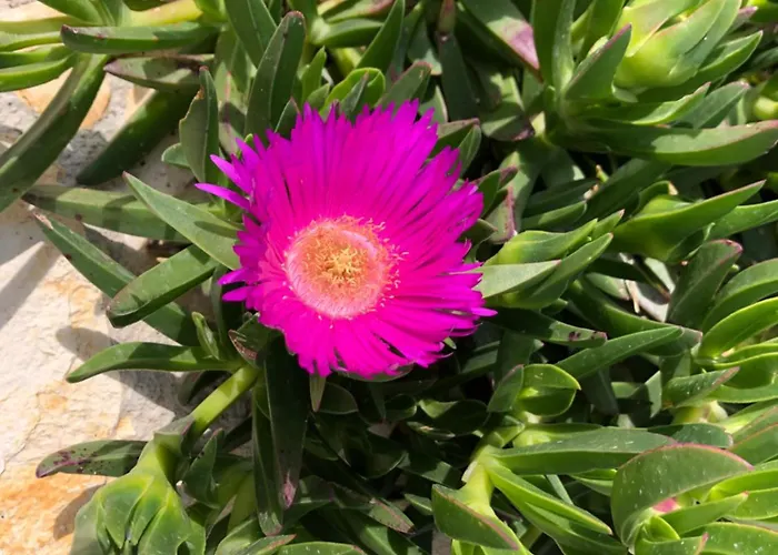 Buqez Sunrise 62 드라게